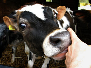Friendly Moo Cow by  Phil and Pam Gradwell (Creative Commons License)
