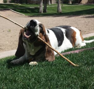 Happy Rosie with her Stick - May 2016