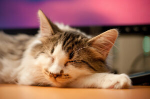 Don't let this kitten die because you suck at social media; Photo by kennymatic from Flickr