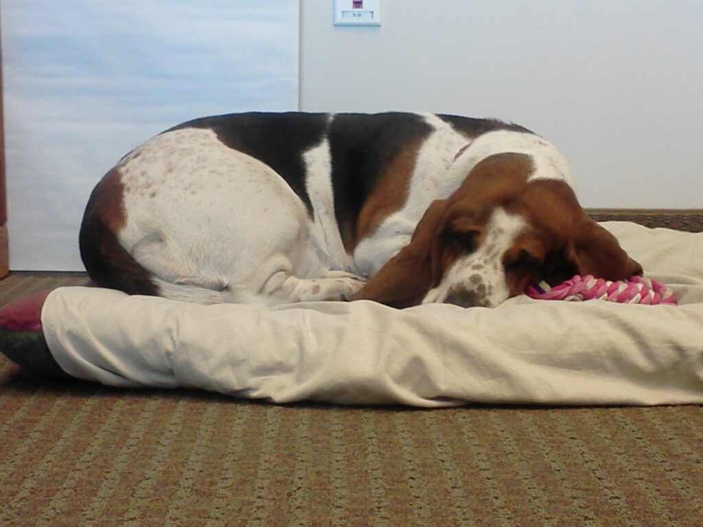 Rosie Snoozin' at the Office - March 2014